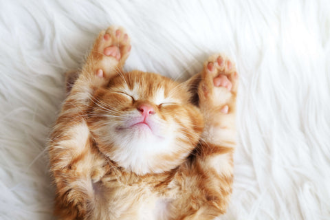 A relaxed ginger cat with its paws stretched out