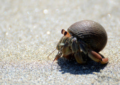 Hermit Crab