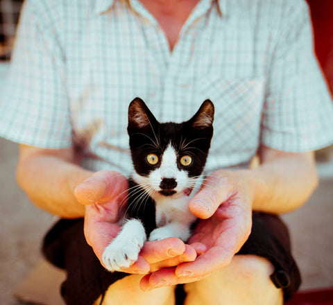 Girl holding kitten