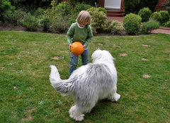 Child Playing with Old English Sheepdog