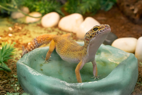 A leopard gecko standing in their water bowl