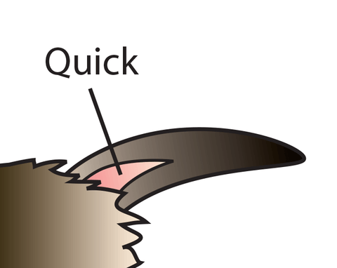 Drawing of a pet nail with the quick. Source: My House Rabbit