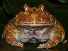 Orange Pacman Frog