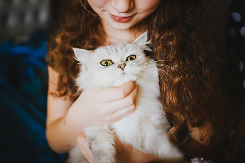 Person Cuddling White Cat