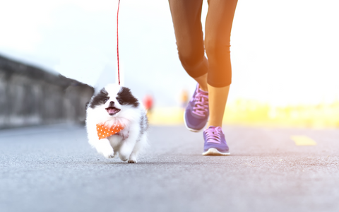 Pomeranian walking with owner