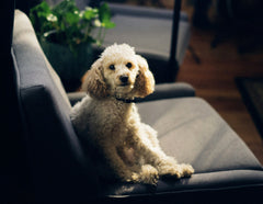 Poodle on a couch