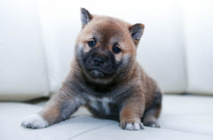 Cute Chow Puppy