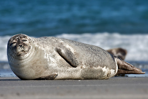 Seal Basking
