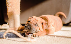 Sharpei Puppy Chewing