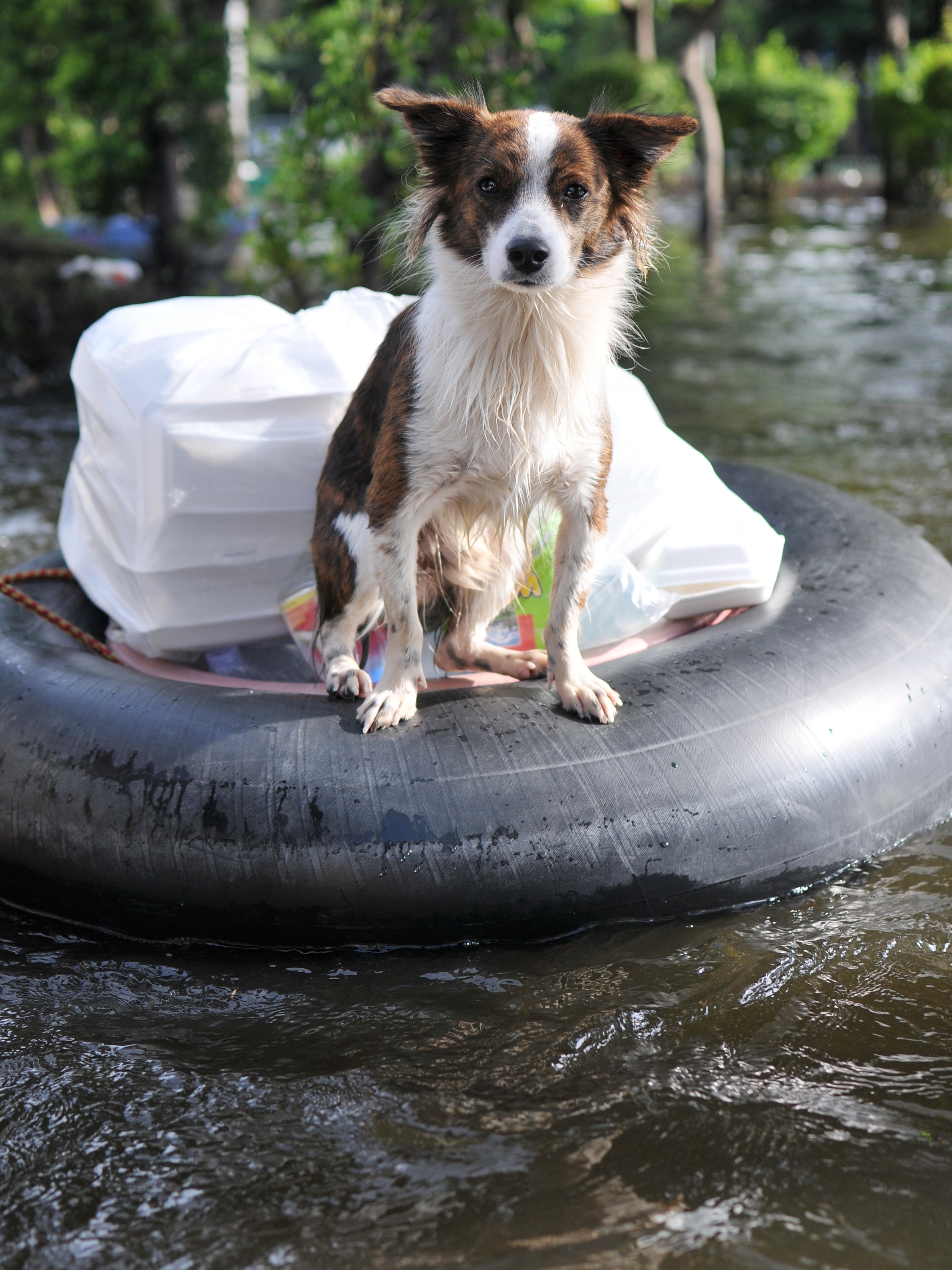 Dog on tube after flood