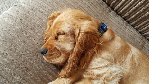 Cocker Spaniel Sleeping