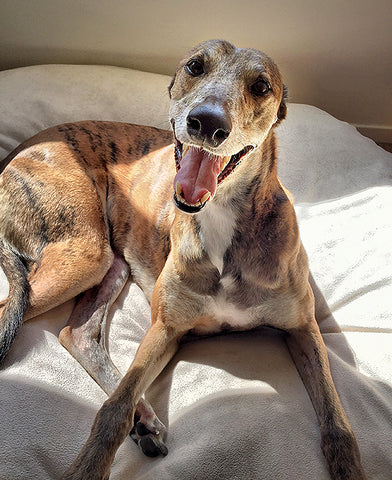 Smiling Greyhound