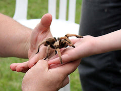 Tarantula Handling