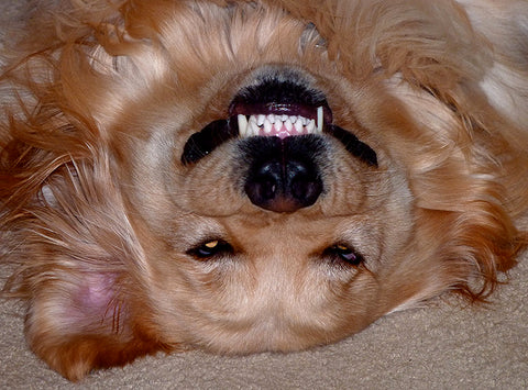 Upside Down Dog Smiling