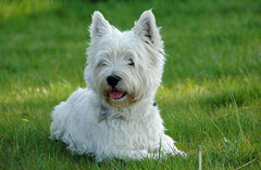 Westie