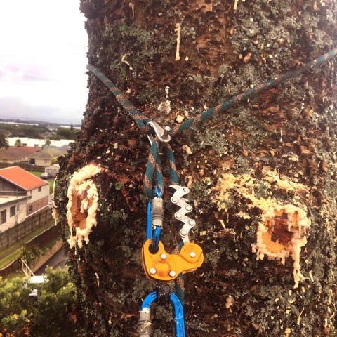 Helicopter Tree Removal - Climbing Technique with Petzl Zigzag