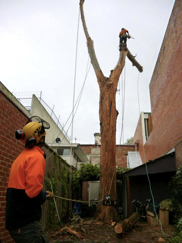 Arborist taking down trunk with lowering device