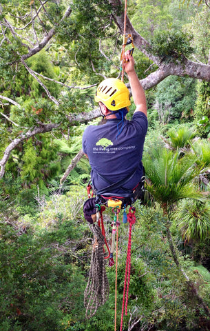  THE LIVING TREE COMPANY - Arborist hanging on rope