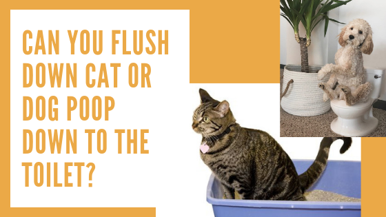 can you actually flush dog poop down the toilet