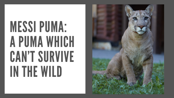 Un Puma que no puede sobrevivir en la naturaleza – Fanfiber.com