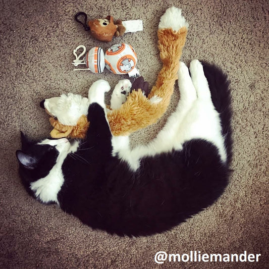 How to Pick the Right Plush Toys for Your Cat