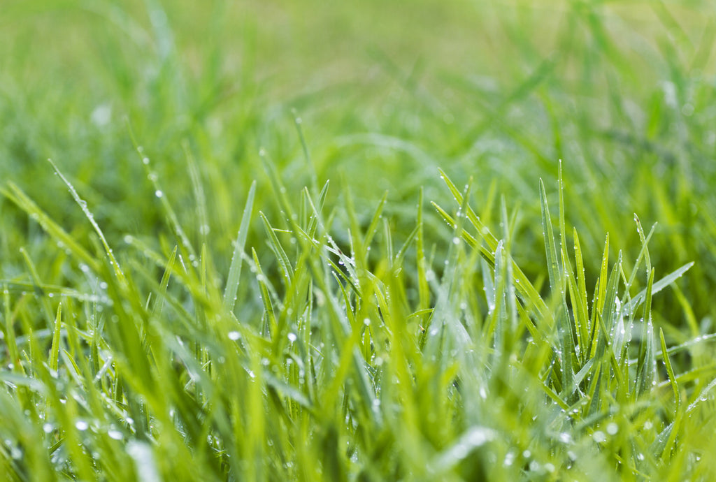 wet grass