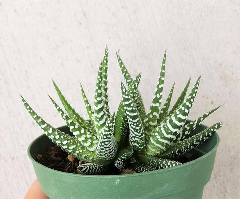 Haworthia Zebra Plant Haworthia Fasciata