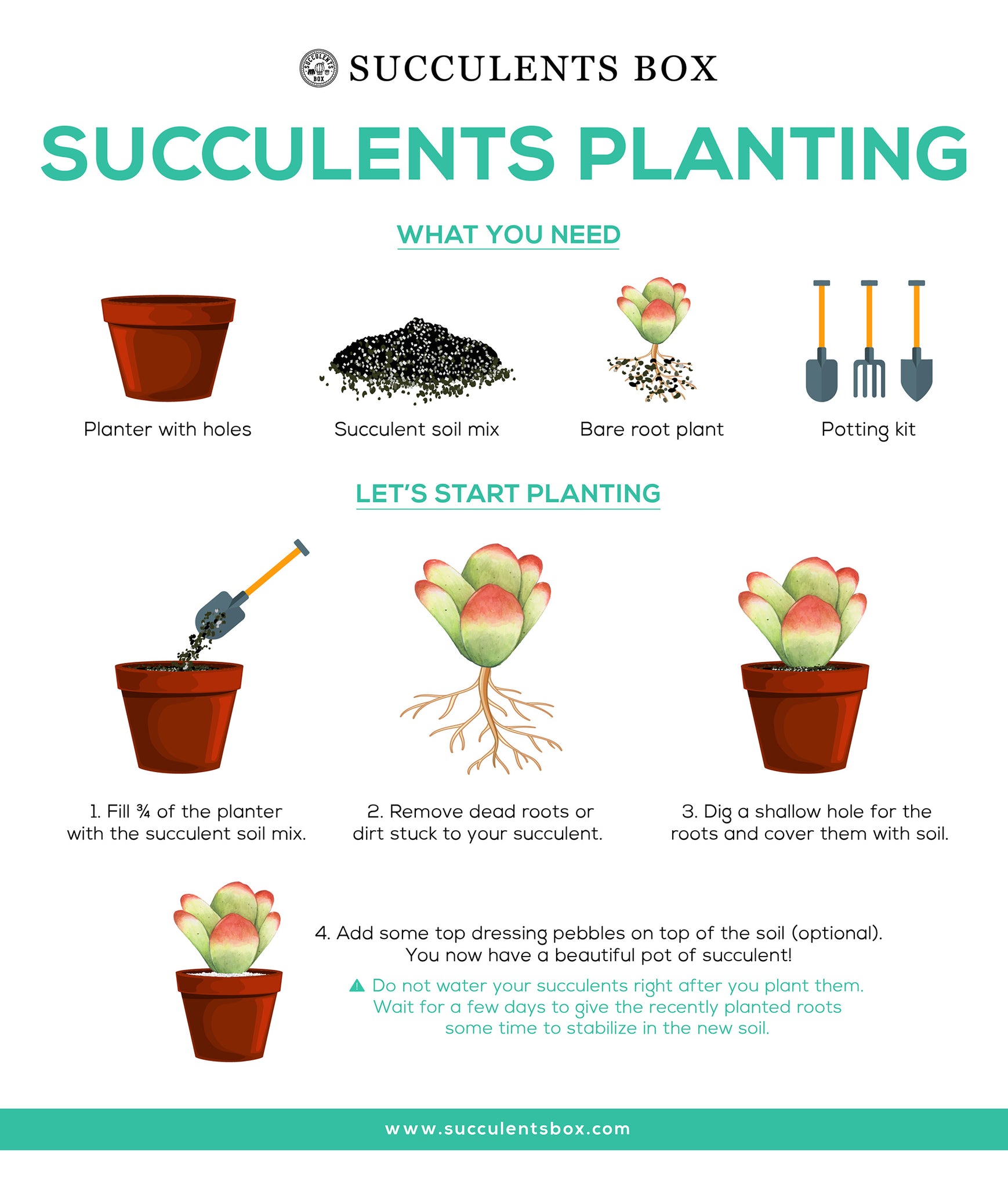Planting Succulents with the Soil and Containers