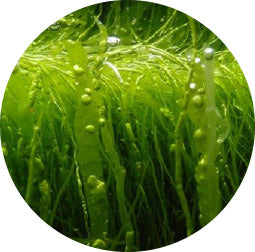 Wakame seaweed extract