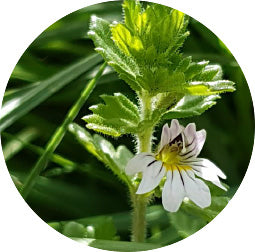 Eyebright extract