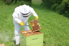 A beekeeper in a white beekeeping suit removes a honeycomb