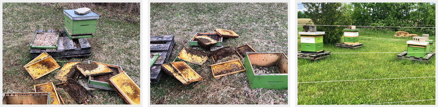 Bee hives destroyed by bear