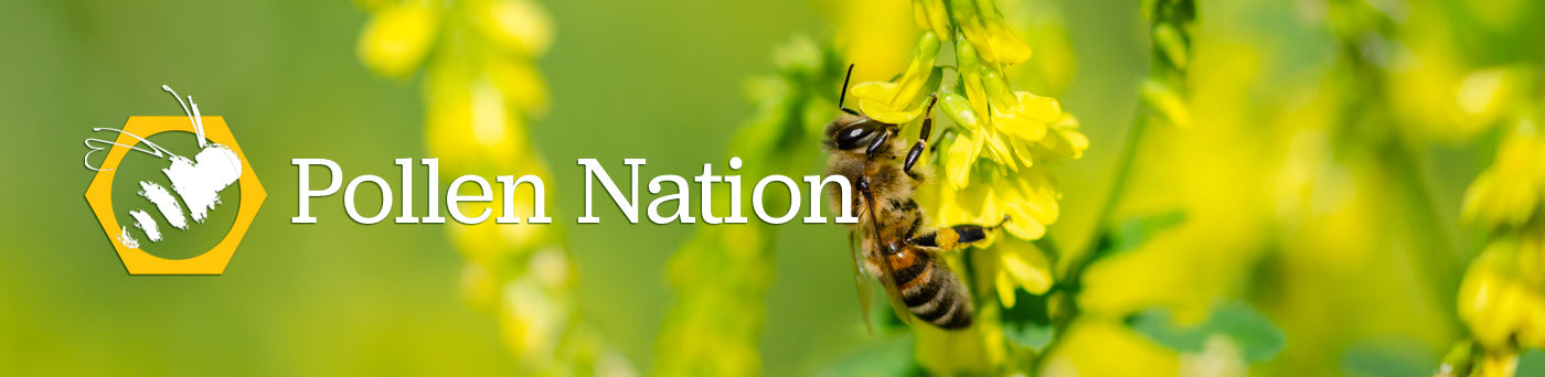 Pollen Nation educational activities