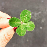 Luck of the Irish - 4 Leaf Clover