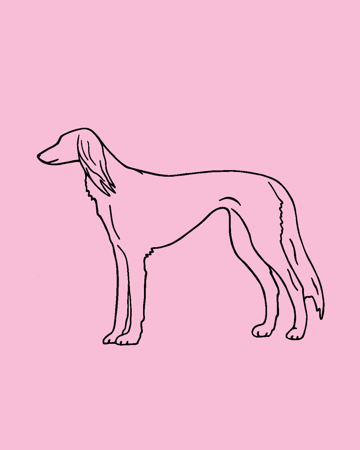 can a saluki live in israel