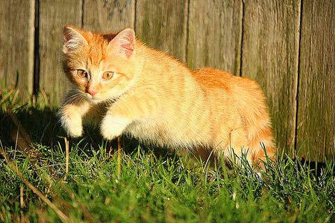 How To Teach A Cat Tricks: Cat Jumping Through Hoops