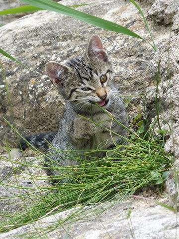 Cat Eating Grass