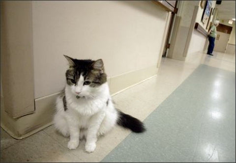 Cat Who Works At A Nursing Home