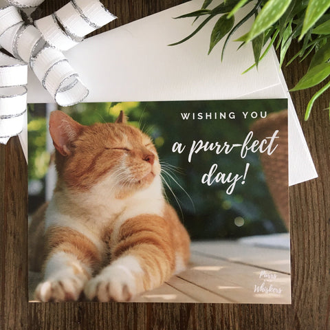 Wishing You A Purrfect Day Cat Greeting Card