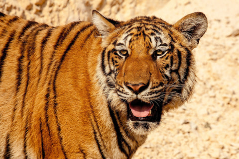 A Tiger's Stink Face