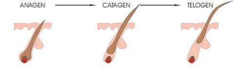 Anagen catagen telogen