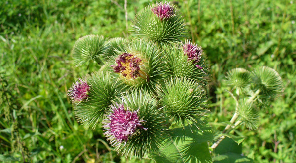 Budock root