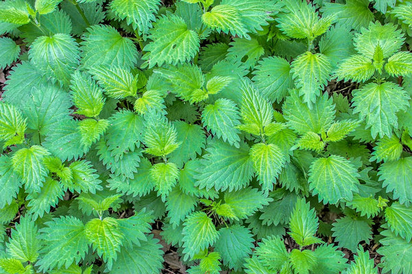 Nettle for beard shampoo