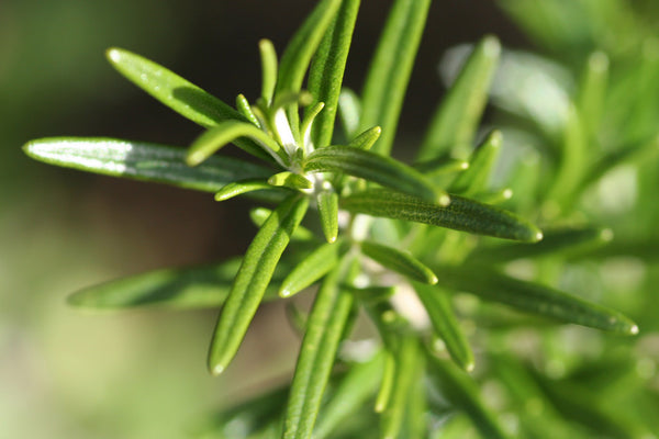 Rosemary for beard shampoo