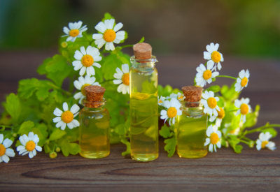 Anthemis Nobilis (Chamomile Roman) Oil 