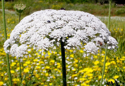 Daucus Carota Sativa (Carrot) Seed Oil