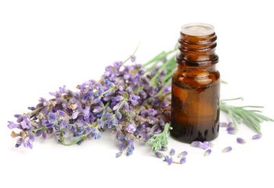 Lavandula Angustifolia (Lavender) Oil