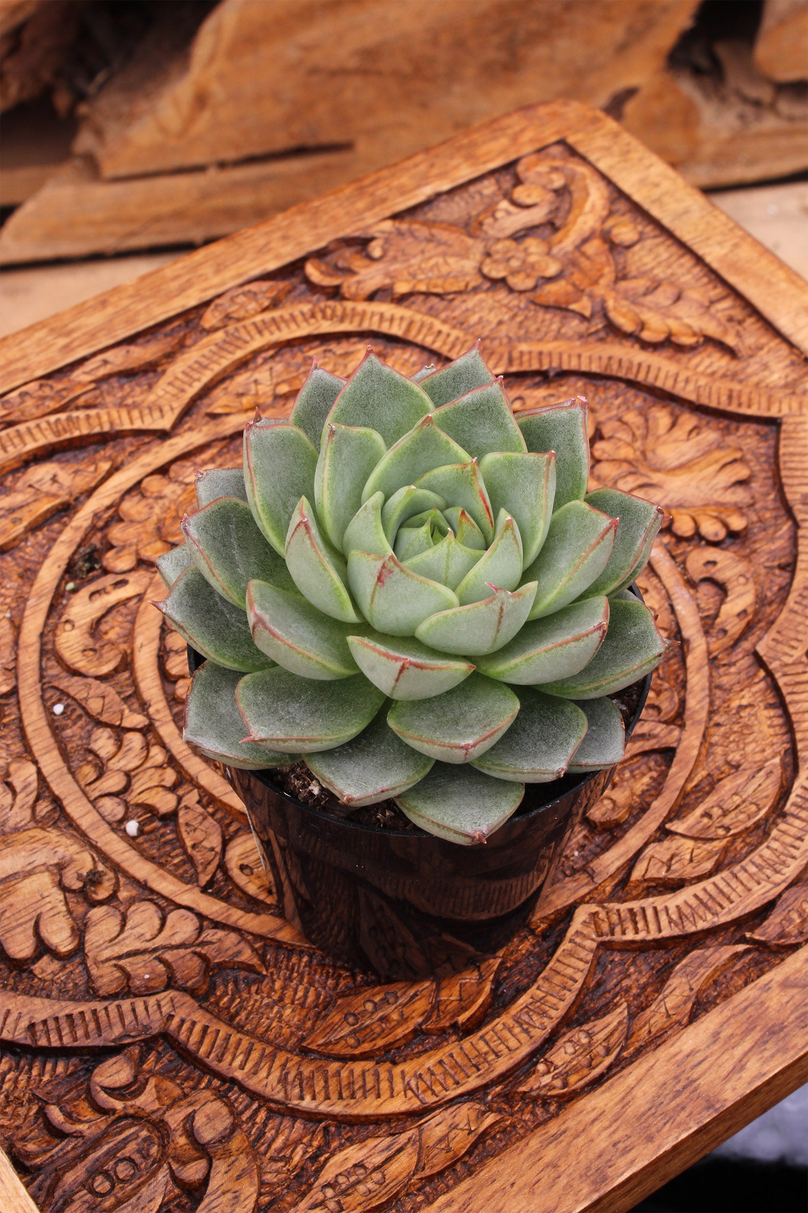 Echeveria ‘Parva’