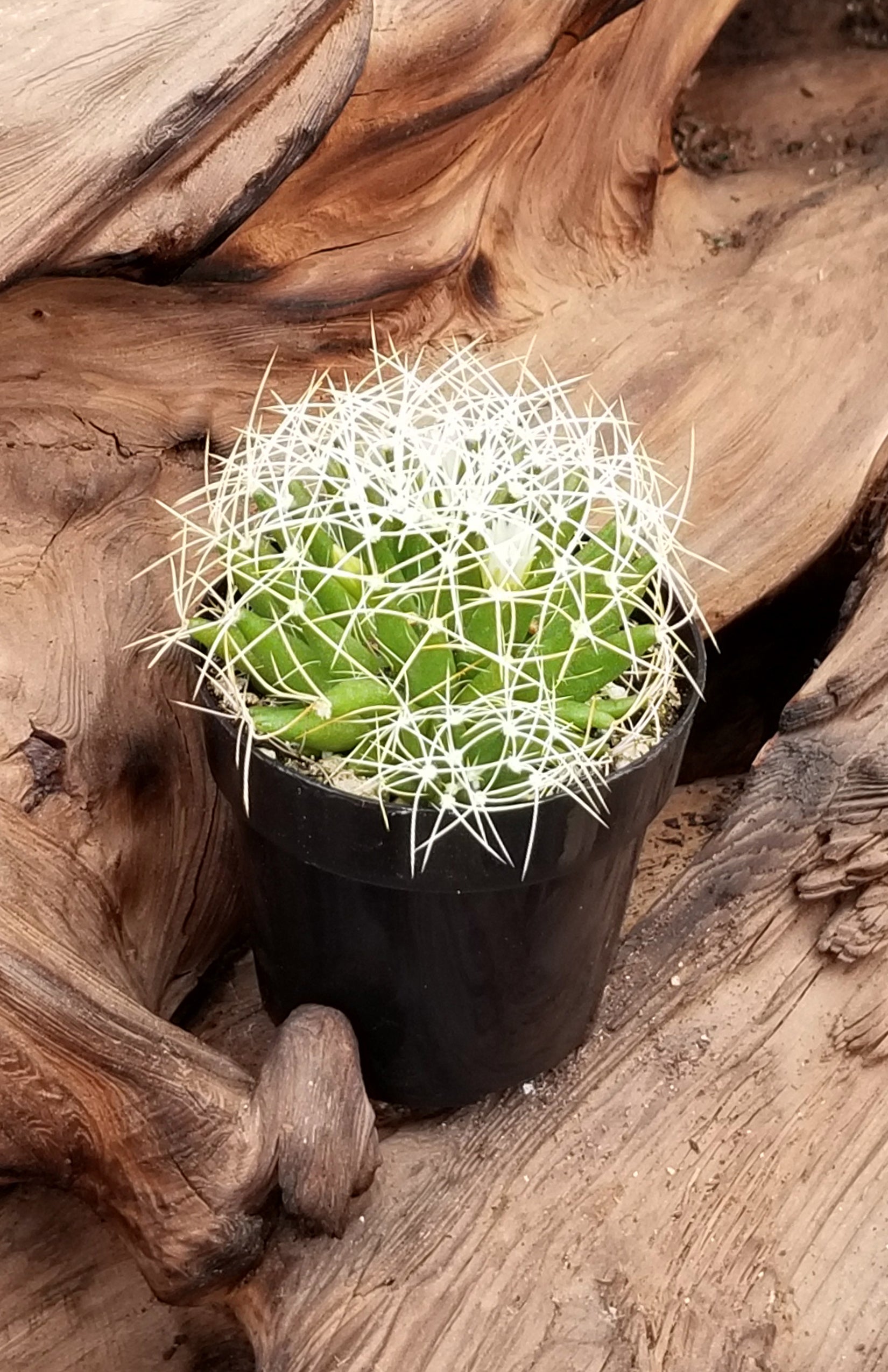 Mammillaria camptotricha "Bird's Nest"