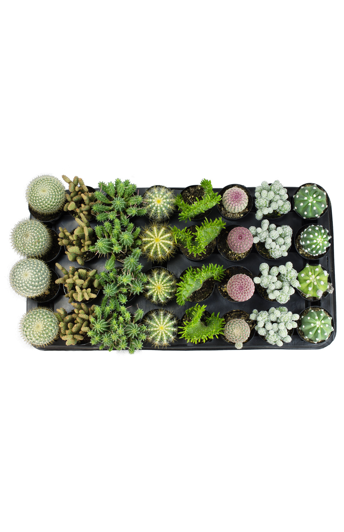 Assorted Cacti Tray
